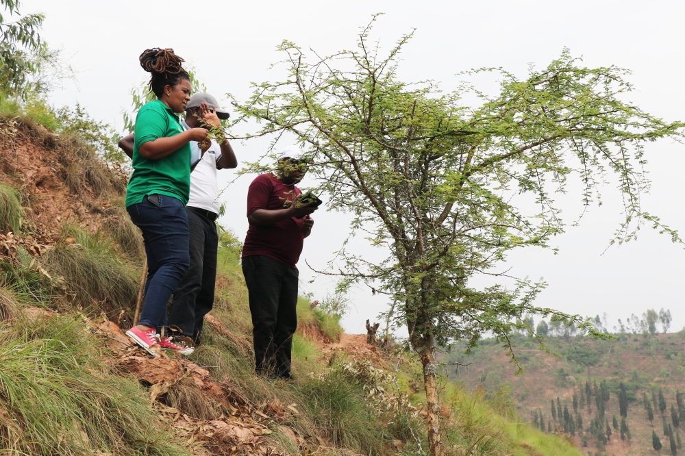 Researchers document some native trees in eastern Province. Courtesy